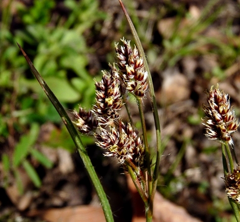 {Luzula bulbosa}
